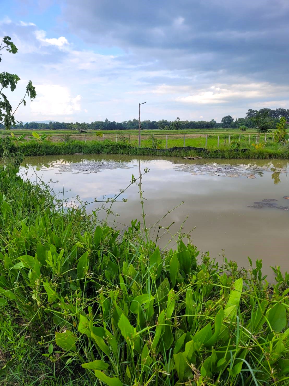 ตรวจเยี่ยม ติดตามผลการดำเนินงานโคก หนอง นา อารยเกษตร เฉลิมพระเกียรติพระบาทสมเด็จพระเจ้าอยู่หัว เนื่องในโอกาสพระราชพิธีมหามงคลเฉลิมพระชนมพรรษา 6 รอบ 28 กรกฎาคม 2567 จังหวัดลำปาง